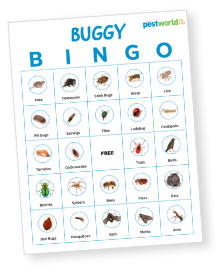 Buggy Bingo