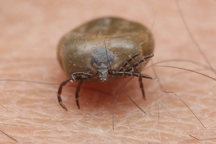 Tick Facts for Kids: Tick Information & Tick Prevention Tick Facts for Kids: Tick Information & Tick Prevention