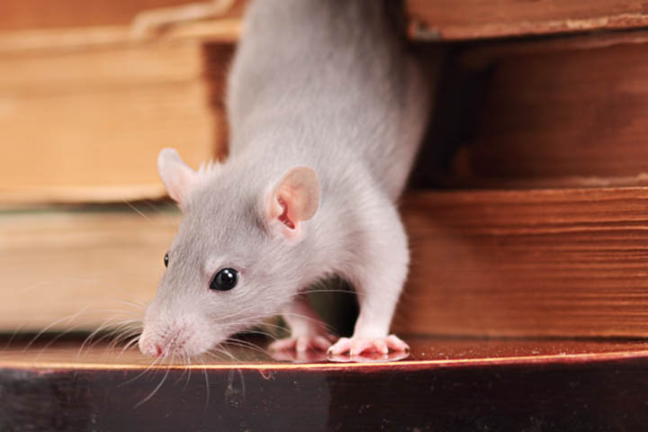 Curious Kids: where did rats first come from?