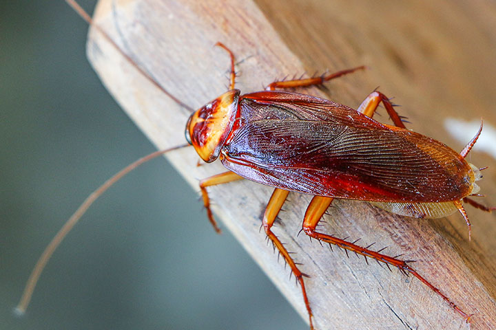 What shop eats cockroaches