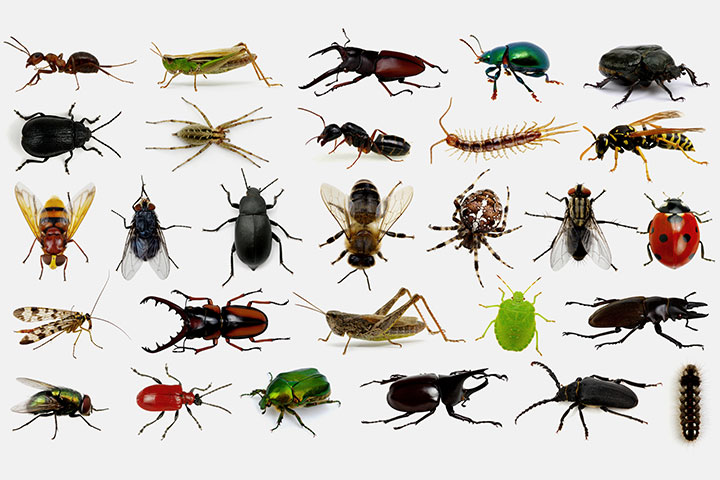list of bugs