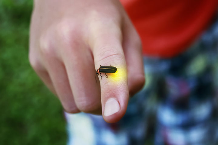 What Makes a Lightning Bug Glow? - PestWorld for Kids