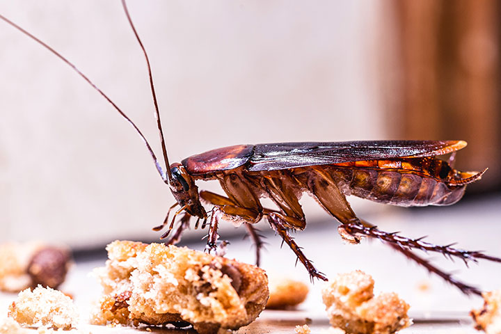 How Often Do Cockroaches Eat?: The Ultimate Guide